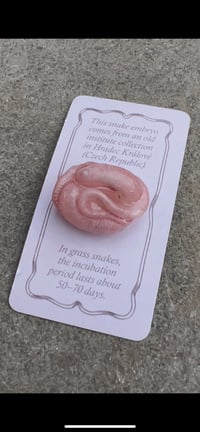 Image 2 of Enigmatic embryo box