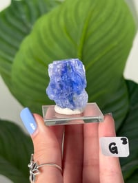 Image 7 of BLUE HALITES -TURKEY- LOT 3