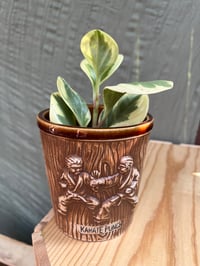 Image 3 of Sweet & Sour Peperomia in Karate Punch Pot