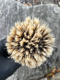 Image 3 of T1 Manchurian Badger (Knot Only)