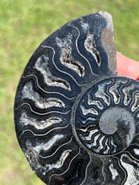 Image 6 of Black Ammonite Fossil Pair | Madagascar #2920