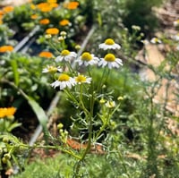Image 4 of Chamomile 