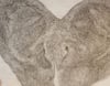 Klara Hobza, Ears of a 38 and 48 year old, 2021, pencil on paper, 29,7 x 21 cm 