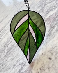 Image 1 of Pink Princess Philodendron 