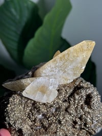Image 6 of XXL SWEETWATER CALCITE WITH PYRITE -MISSOURI- PORCUPINE POCKET 2025 B