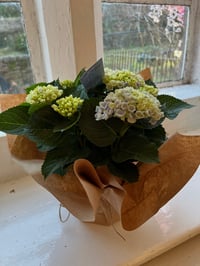 Image 1 of Hydrangea Plant