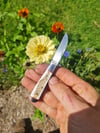 mini wharncliffe
