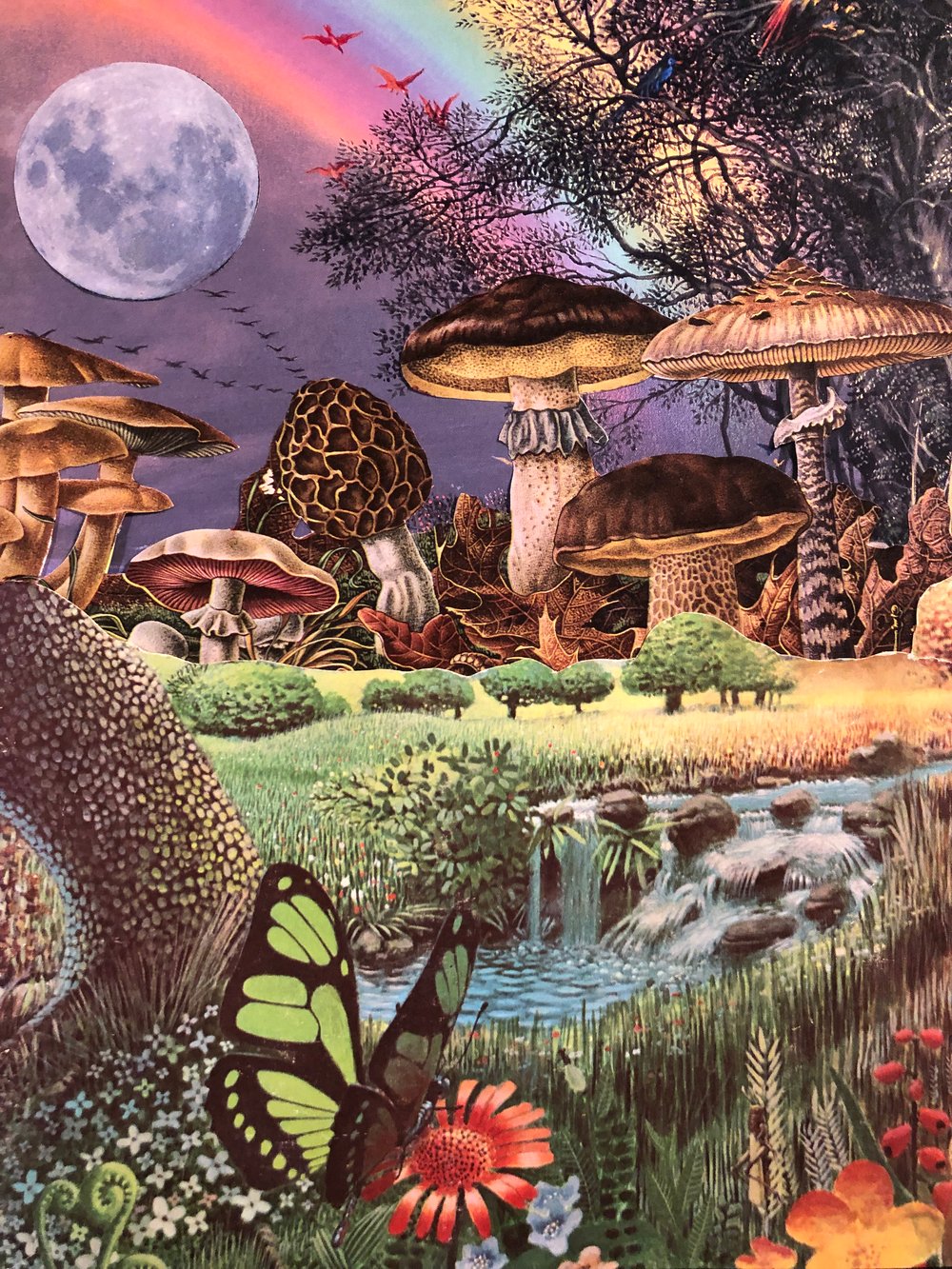 Mushroom paradise 