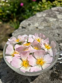 Image 5 of Esencia floral de ROSA SILVESTRE