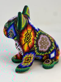Image 1 of French Bulldog Puppy 0011