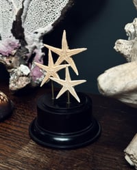 Image 2 of Dried Starfish Stand