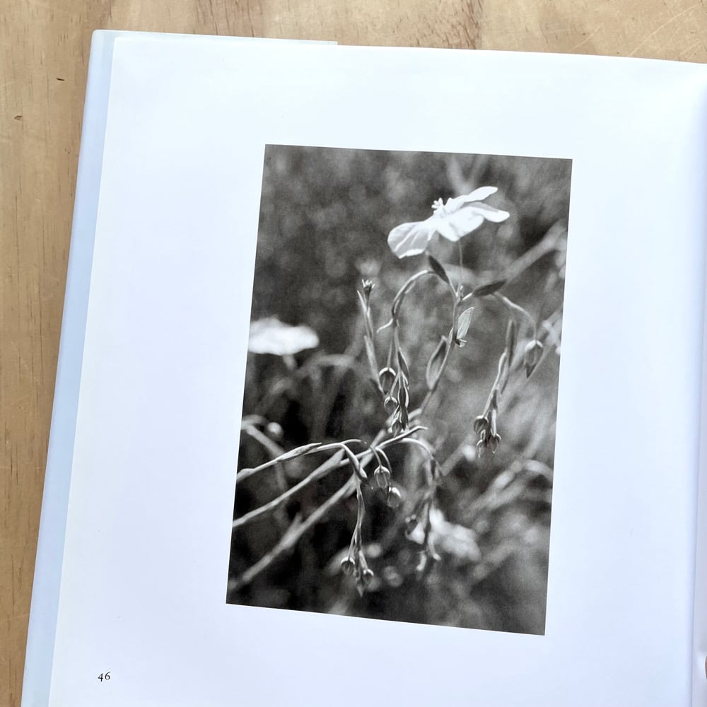 Robert Adams: I Hear the Leaves and Love the Light