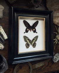 Image 2 of Citrus Swallowtail & Common Rose Frame