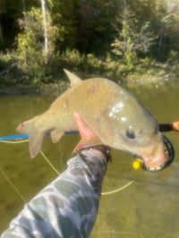 Image 5 of Dragon Craw  