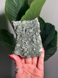 Image 1 of BOWTIE PREHNITE -INDIA- F