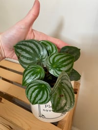 Image 2 of Watermelon Peperomia in "Please Save Me" Pot
