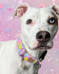 Image 1 of Custom | 40mm Dog Collar