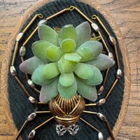 Image 2 of Succulent spider (e, 4x5 inches)