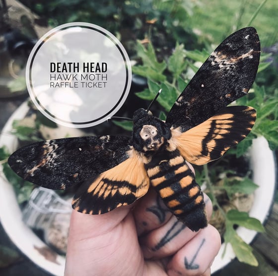Image of Death Head Hawk Moth Raffle Ticket