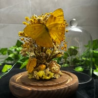 Image 3 of yellow butterfly dome 