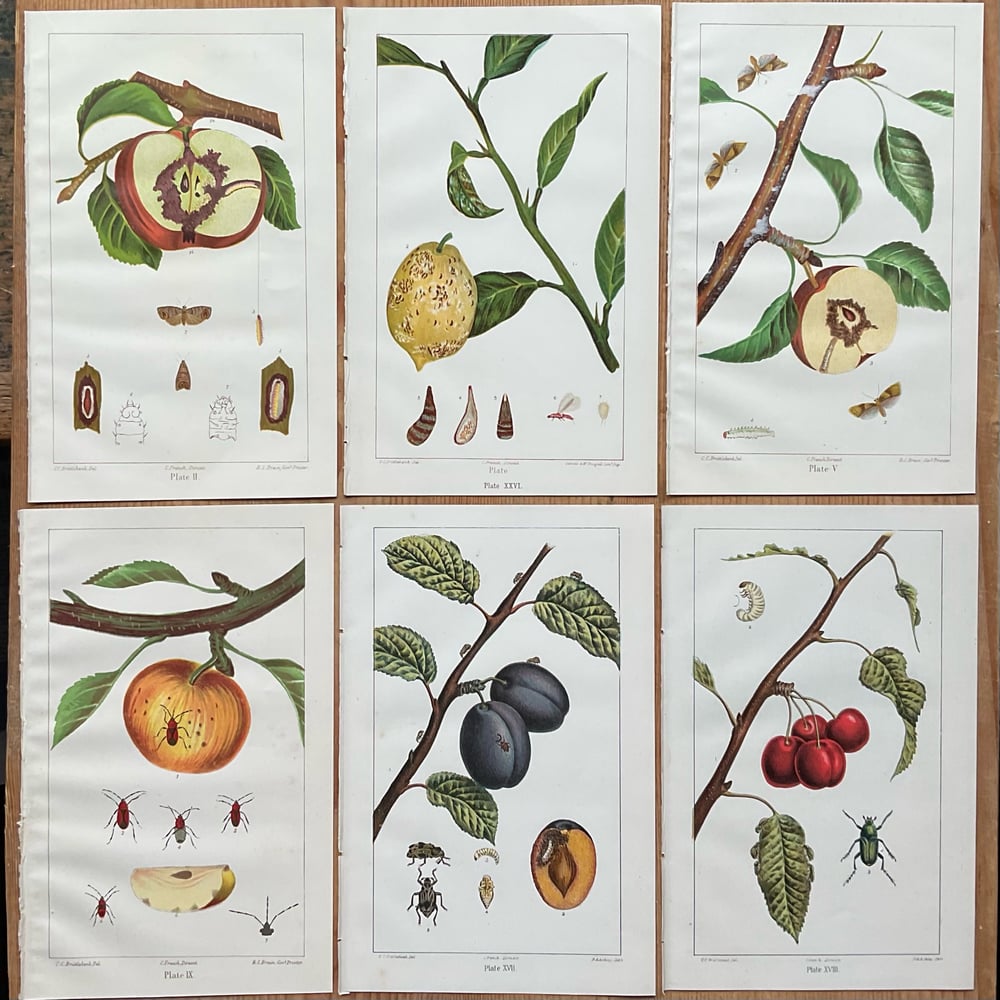 Image of Bugs & Fruit