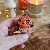 Image 3 of Mme Pumpkin Germaine