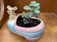 Image 1 of Ghost Echeveria in Mouse Pink & Blue Shoe
