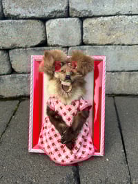 Image 1 of Who Framed Minky 