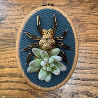 Image 4 of Succulent spider (a, 4x5 inches)