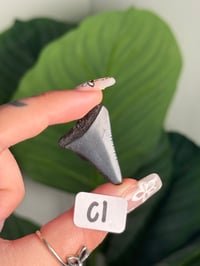 Image 3 of SMALL MEGALODON TEETH -SOUTH CAROLINA- CHOOSE YOUR OWN LOT 1