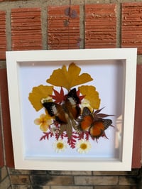 Fall flutterby- tawny raja and red lacewing