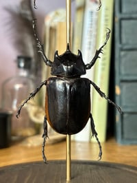 Image 3 of large beetle dome