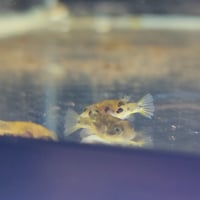 Image 1 of Pea Puffers