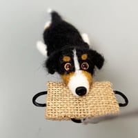 Image 3 of Aussie / Australian shepherd tricolor 