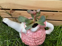 Image 3 of Echeveria 'Perle von Nurnberg' in Dancing Lady