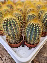 Image 3 of Austrocephalocereus estevesii - Blue and Gold Rare Collectable Cactis