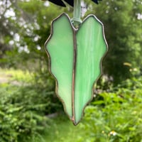 Image 4 of Alocasia Leaves