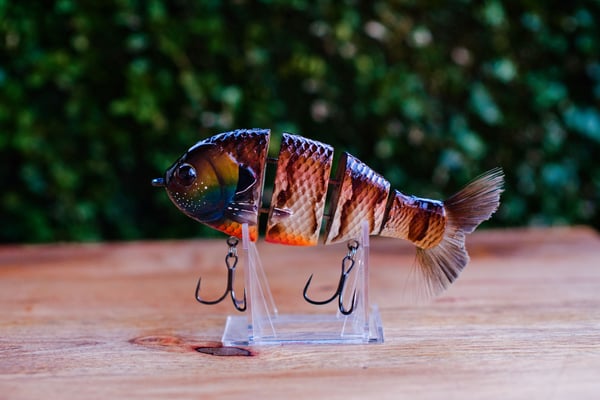 Image of Bull Gill — Brown Bluegill — 5”