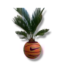 Image 2 of PLANTSBALL (XL)