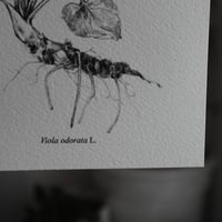 Image 2 of <i>Viola odorata</i> ⚘ - archival print