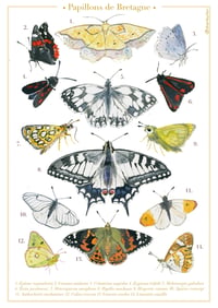 Print Papillons
