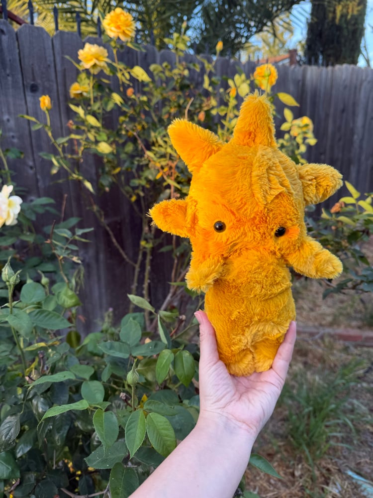 Image of Sun baby