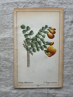 Image of Original French Botanical Plate (A)