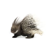 African Crested Porcupine 