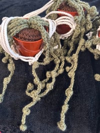 Image 2 of String of Pearls