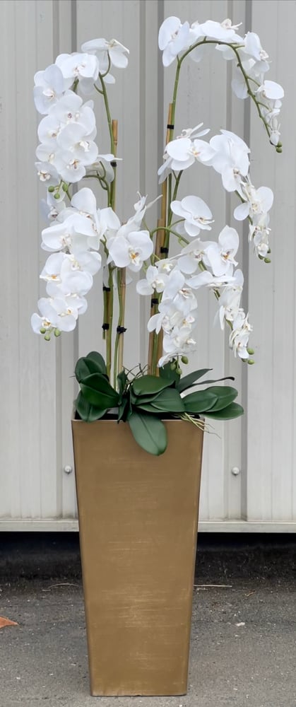 Image of NEW! Extra tall floor standing orchid 