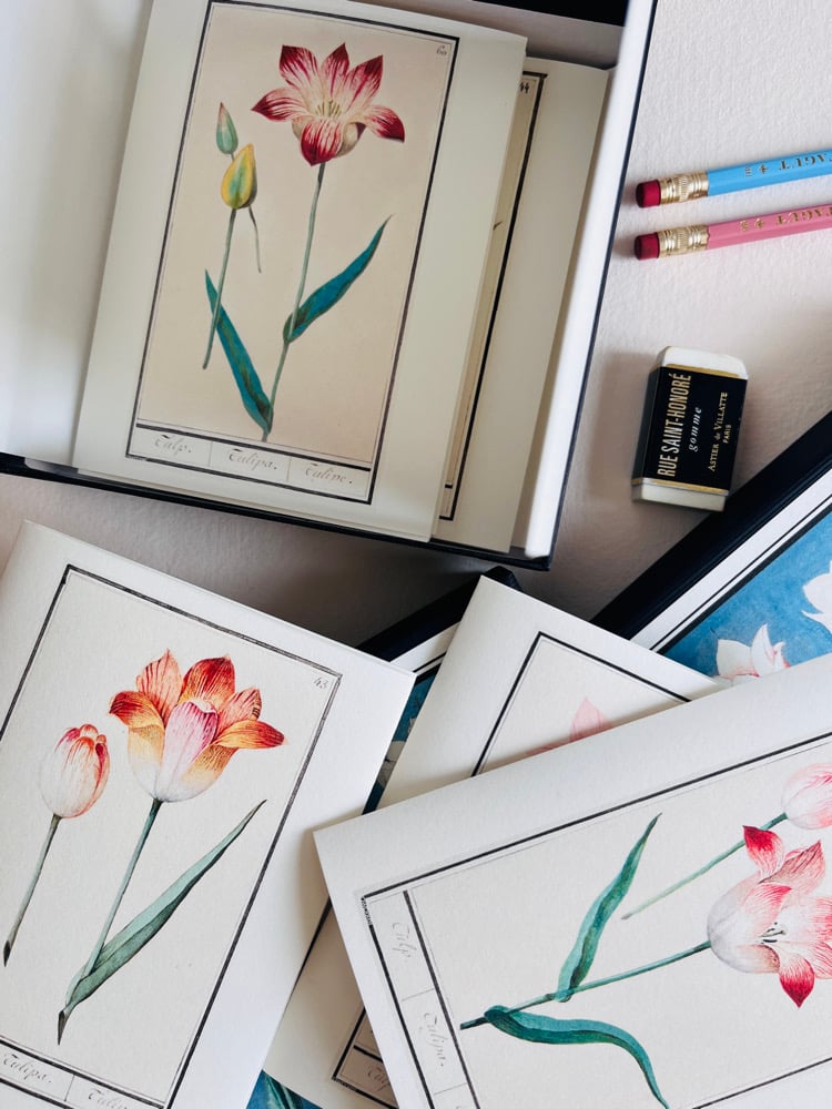 Image of 6_TULIPES