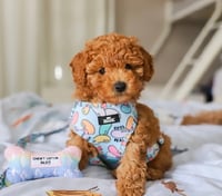 Image 1 of Cool Beans Collection - Adjustable Pet Harness