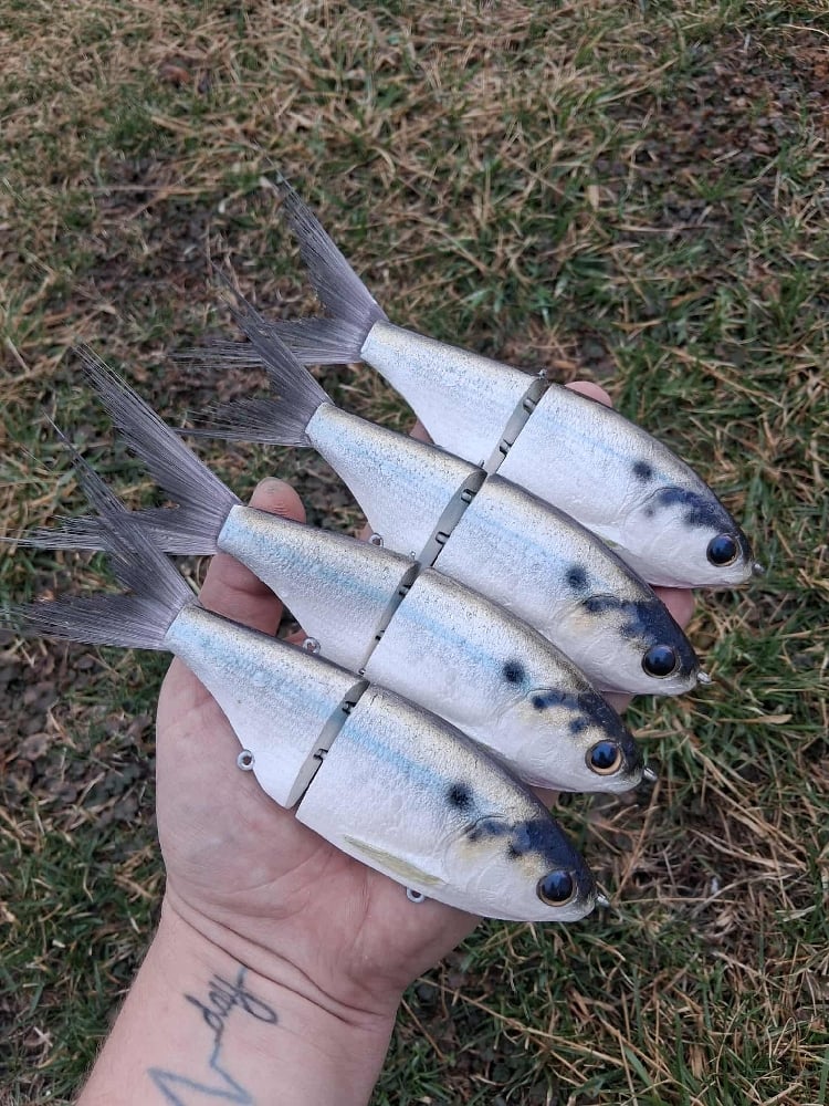 Image of Snack Shad