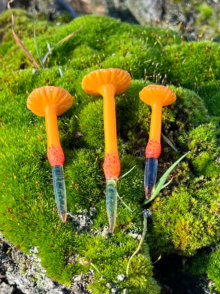 Image of 3 Orange Trumpet Mushroom Plant Spikes